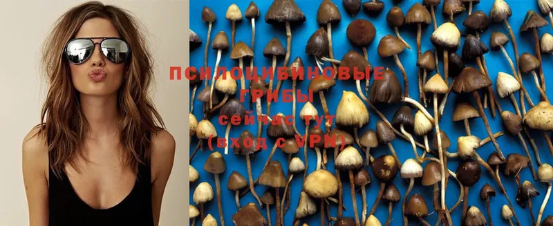 как найти закладки  Белая Холуница  Псилоцибиновые грибы MAGIC MUSHROOMS 